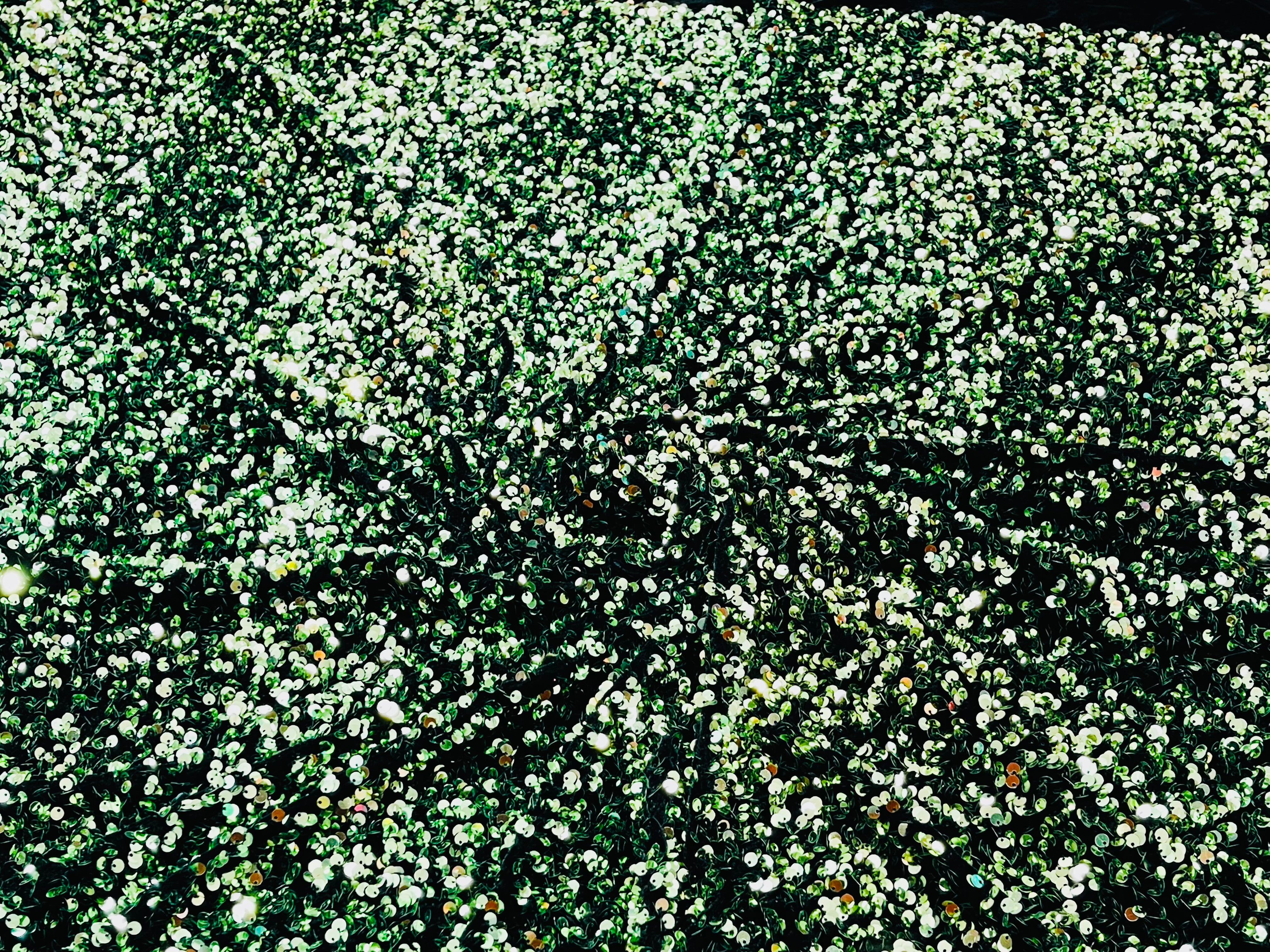 Sage Green Black Sequin Velvet Stretch 5mm fabric 58"Wide-Prom-Nightgown fabric- Sold by the yard.